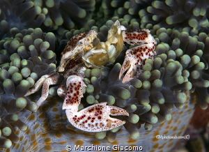 Porcellain crab 
Raja Ampat
Nikon D800E, 105 macro , tw... by Marchione Giacomo 